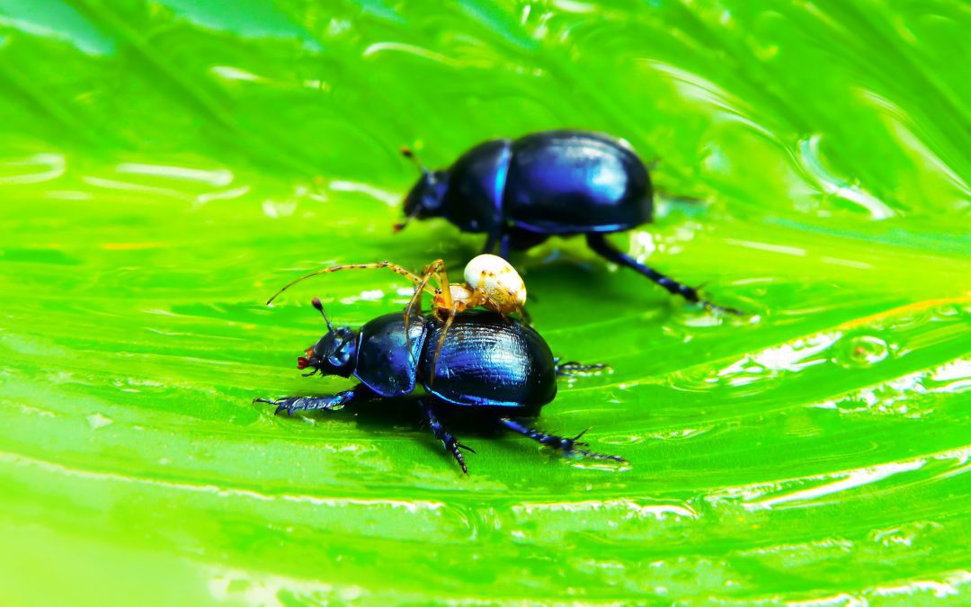 الحشرات.. هل ستكون طعام المستقبل؟